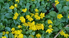 Lysimachia nummularia