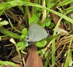 Hypolycaena phorbas