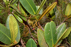 Garcinia amplexicaulis