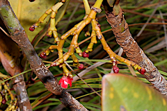 Garcinia amplexicaulis