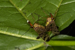 Panorpa cognata