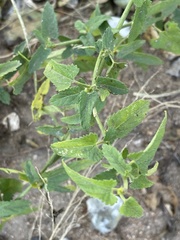 Tragia dioica