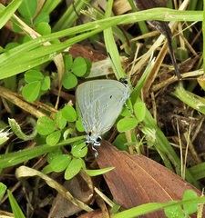 Hypolycaena phorbas
