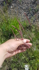 Hordeum brevisubulatum