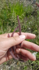 Hordeum brevisubulatum