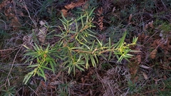 Podocarpus spinulosus