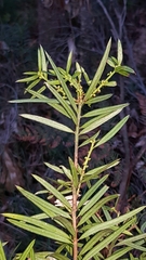 Podocarpus spinulosus