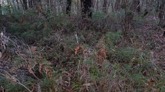 Podocarpus spinulosus
