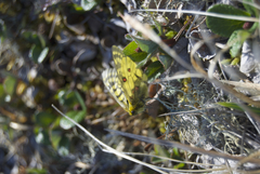 Parnassius eversmanni