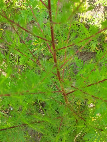 Redstem wormwood (Artemisia scoparia)