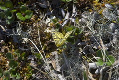 Parnassius eversmanni