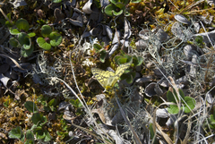 Parnassius eversmanni