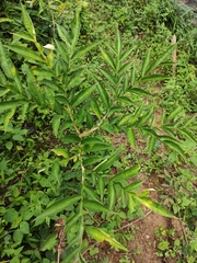 Amorphophallus kiusianus