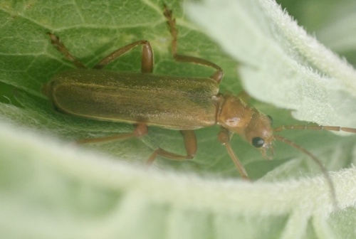 Red Soldier Beetle, Lexmond, Lexmond, Zuid-Holland, NL, photo 8 of 10