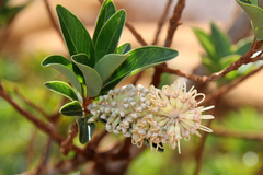 Grevillea exul