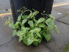 Galinsoga quadriradiata