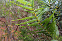 Flagellaria neocaledonica