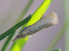 Pediasia luteella