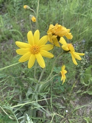 Arnica angustifolia