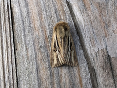 Mythimna anderreggii