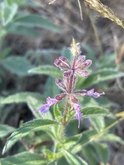 Syncolostemon canescens