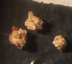 Psammosphaera