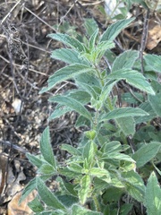 Syncolostemon canescens