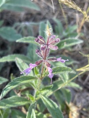 Syncolostemon canescens