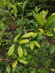 Ficus pandurata