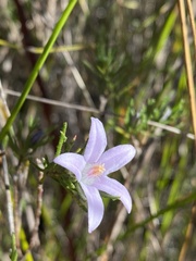 Philotheca salsolifolia