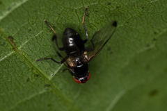 Seioptera vibrans