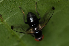 Seioptera vibrans