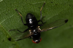 Seioptera vibrans