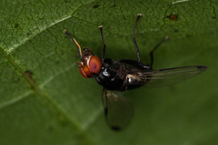 Seioptera vibrans