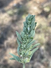 Leucas neuflizeana