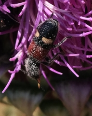 Tilloidea