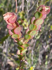 Boronia serrulata