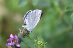 Celastrina argiolus
