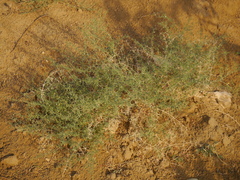 Zygophyllum indicum