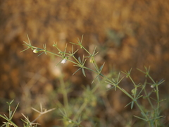 Zygophyllum indicum