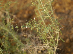Zygophyllum indicum