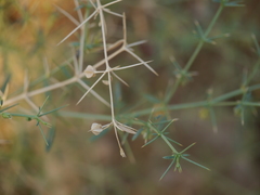 Zygophyllum indicum