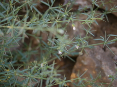 Zygophyllum indicum