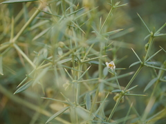 Zygophyllum indicum