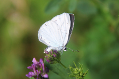 Celastrina argiolus
