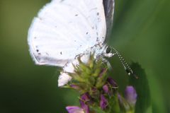 Celastrina argiolus