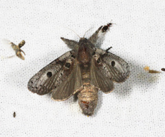 Sympycnodes digitata
