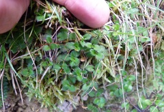 Leptostigma setulosum