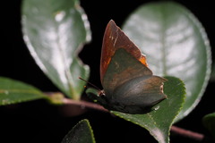 Curetis acuta paracuta