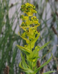Euphorbia lucida